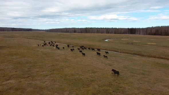 Wild Cows With Young Calfs and Heck Cattle Konik Horses and Foals Grazing 4K Dron Shot