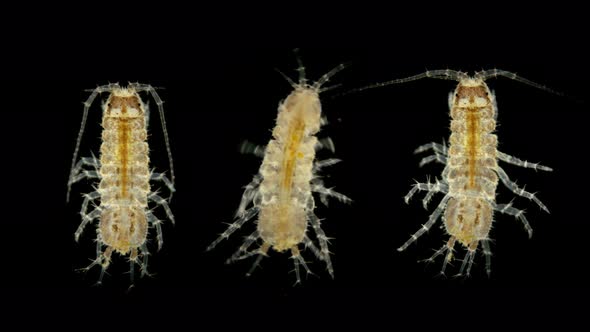 a Young Donkey or Asellus Aquaticus Under a Microscope