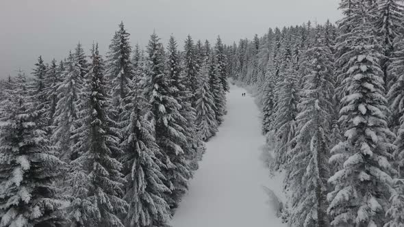 Ice Covered Mountains in Winter Season Trees Snow Frost Mountains Background