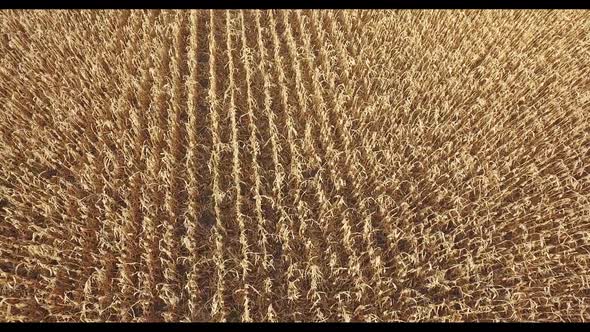 Backdrop of Ripening Ears of Yellow Wheat Field Corn on the Sunset .Close Up. Aerial Shot