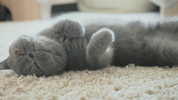 Gray Cat Lying on Carpet on Floor