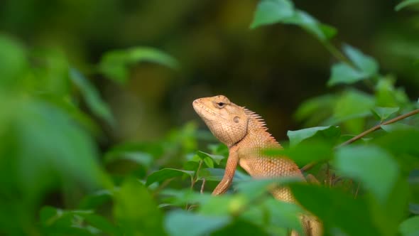 Close Up Chameleon On Tree In The Garden