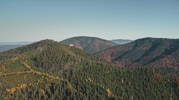 Picturesque Hilltops Covered with Green Pine Tree Forests