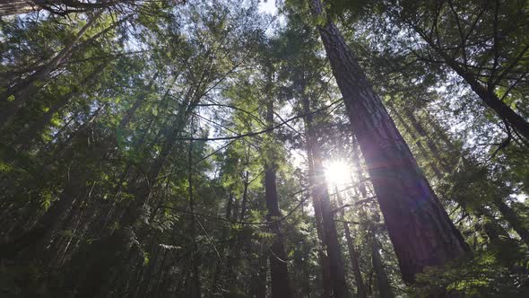 Looking Up the Green Rain Forest During a Sunny Spring Day