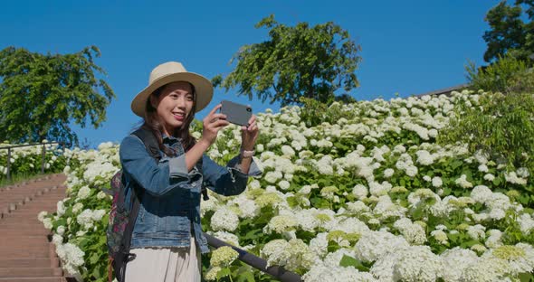 Woman take photo in white Hydrangea flower garden