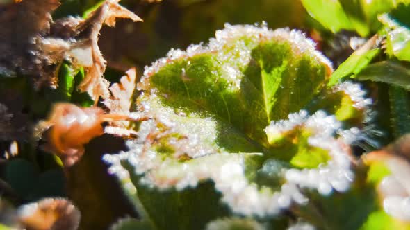 Close up macro timelapse of frost growing on a leaf