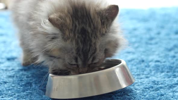 Cute Persian Kitten Eating Cat Food