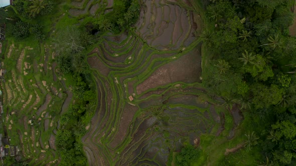 Ascending Top Down Overhead Aerial View of Large Terraced Paddy Fields on Multiple Hills Next To a