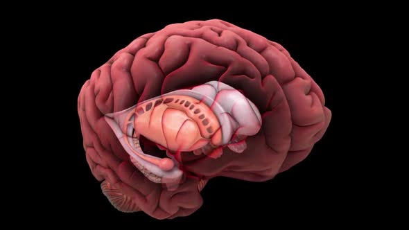 Brain damage is an injury that causes the destruction or deterioration of brain cells.
