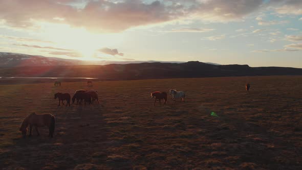 Herd of horses grazing on pasture