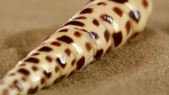 Long Spiral Sea Shell with Sand, Rotation, Close Up