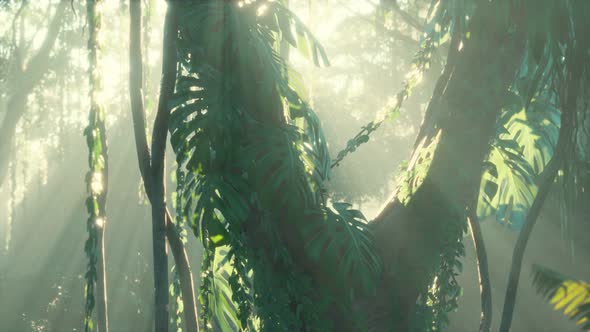 Deep Tropical Jungle Rainforest in Fog