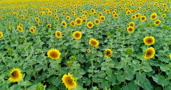 Scenic sunflower field. Aerial view.