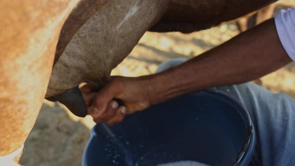 Close up shot of a Brazilian farmer milking a dairy cow, squeezing the milk into a bucket.