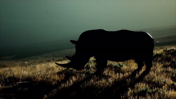 Rhino Standing in Open Area During Sunset