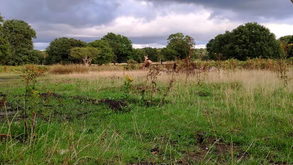 Richmond Park landscape in London. Lots of green and trees and a cloudy sky on a summer day. A femal