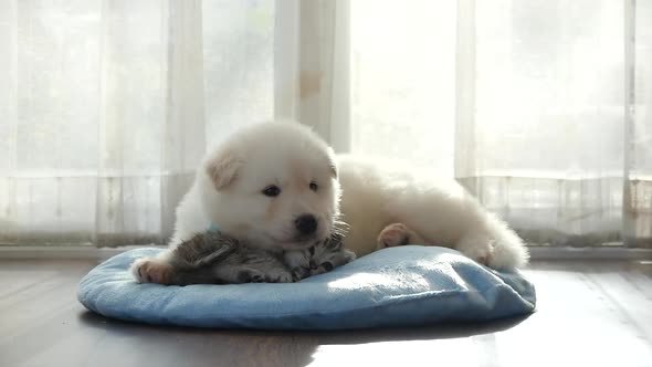 Cute Tabby Kitten And Siberian Husky Playing On The Bed Slow Motion