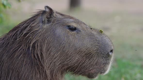 Close shot of a capybara's head as it moves its face to deter irritating flies