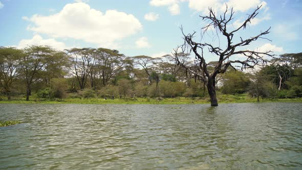 Trees along Lake Naivasha shore