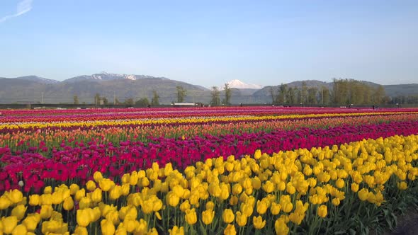 Aerial drone view of tulip flowers fields growing in rows of crops