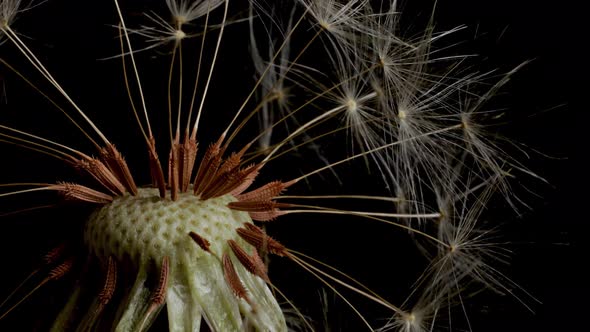 Macro shot of a Dandelion rotating