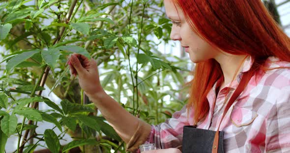 In a Large Greenhouse Closeup To the Camera