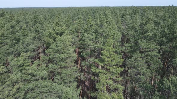 Pine Forest in the Afternoon Aerial View Slow Motion