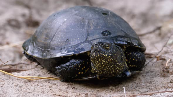 River Turtle Lies on Sand. European Pond Turtle Emys Orbicularis. Slow Motion