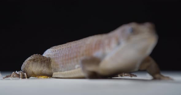 Studio Footage of a Blue Tongue Skink Focusing on the Head Cite Animal