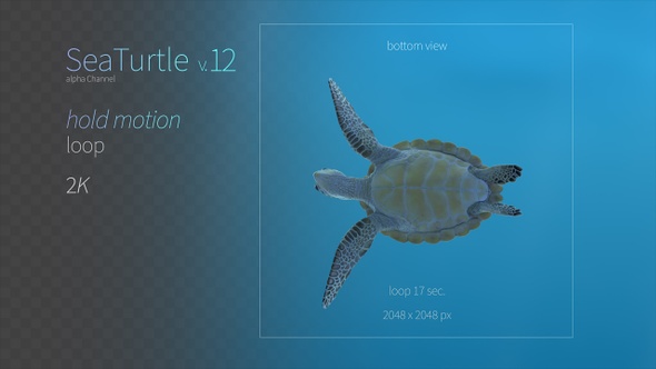 Sea Turtle 12