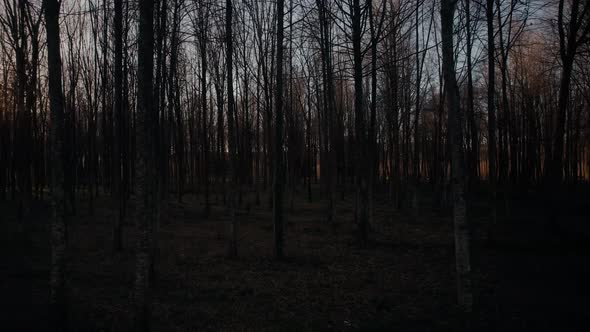 Forest at Sunset