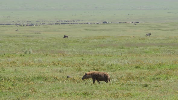 Hyeana walking and searching for prey in Ngorongoro crater Tanzania