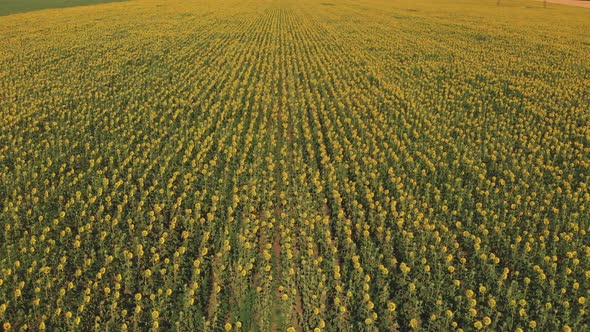 Aerial view Sunflower field. Yellow Sunflower field. Farm field. Sunflower oil. Organic farming 