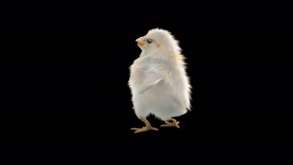 14 Baby Chicks Dancing 4K