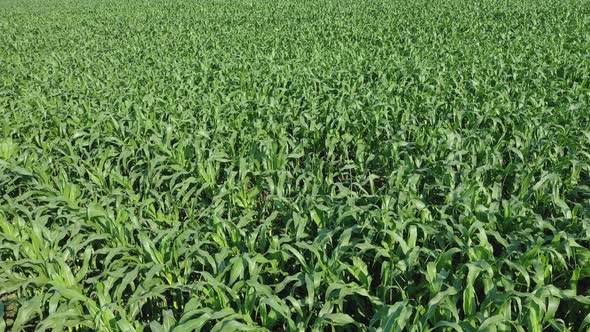 Corn field. Young corn plants are swaying in the wind in the field