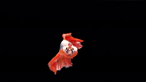 Slow motion of Siamese fighting fish (Betta splendens), well known name is Plakat Thai