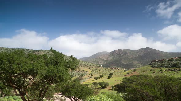 Argan tree morocco nature wild rural sous valley