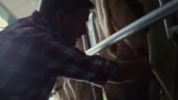 Farmland Worker Milking Cow in Technological Husbandry Facility Portrait
