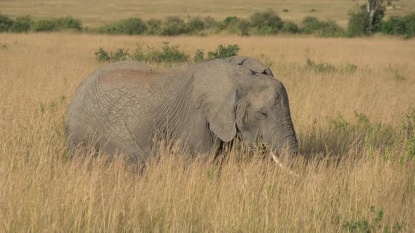 Elephant in the Masai Mara plains