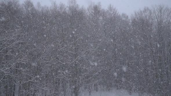 Winter Snow Scene With Forest Background