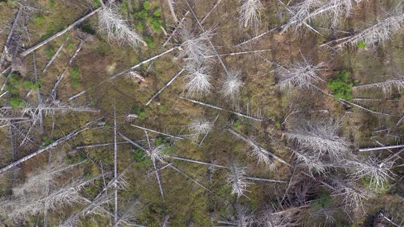 Dead and Dying Forest Caused by the Bark Beetle Aerial View