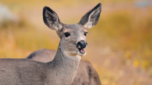 Wildlife USA. Funny Deer on Autumn Sunny Day. Slow Motion View Deers on Meadow