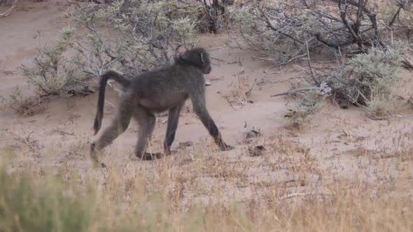 Baboon walking on the savanna around Purros