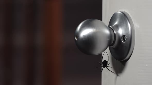 Black Widow Spider crawling underneath door knob