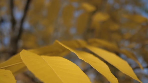 Closeup of Beautiful Yellow Autumn Leaves on a Tree Branch