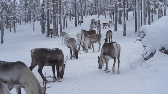 Reindeer herd trying to find something eat from frozen ground in Lapland Finland.