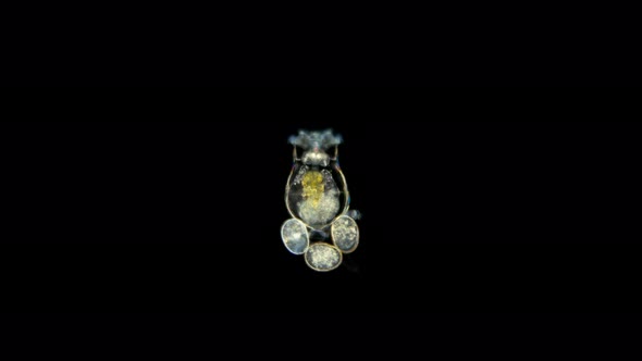 Rotifera Brachionus Plicatilis Under the Microscope