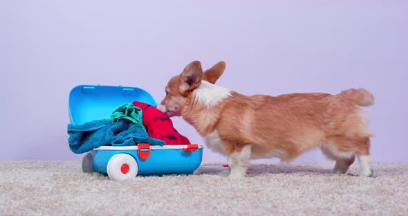 Cute Welsh Corgi Pembroke Puppy Packs Its Luggage and Walks Back and Forth Preparing for Vacation