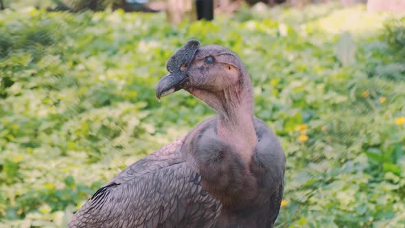 Andean Condor of Gray Color