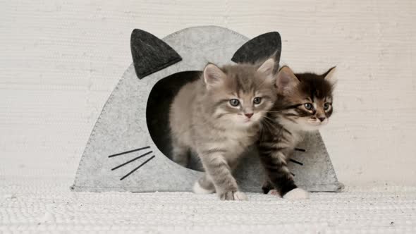 Little Grey Kittens in a Cat House